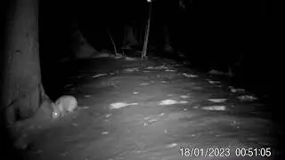Заяц беляк  Видео с фотоловушки  Заповедник Нургуш