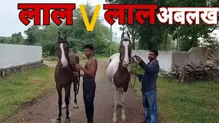 marwari brood mare: । आपको कौनसी घोङी की चाल अच्छी लगी। लाल v लाल अबलख ।  plz comments।