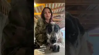 ЖОРА (Жанрам из Легенды Роха) 6 месяцев  овчарки питомника Тимерташ запись на щенков +79048881825