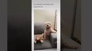 Dog react human #funny #birthday #dog #dogshorts