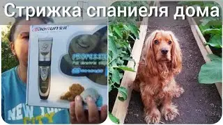 Как подстричь спаниеля в домашних условиях. Стрижка собаки. Грумминг. Кокер спаниель. Ч. 1
