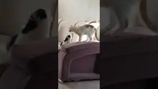 #funnycats