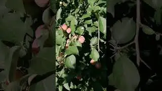 наши Сибирские яблочки🤗или ранетка.