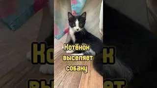 Котёнок выселяет собаку 😼 #питомцы #котики #щенок #котенок #собака