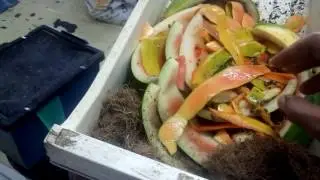 Feeding BSF using Fruit Waste