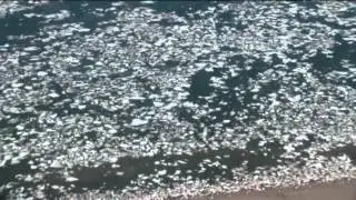 Карское море