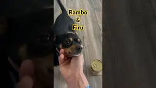 es hora de comer 😁😁😁 #shorts #shortvideo #perrito