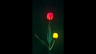 The Glowing Tulips - Photoshop Editing