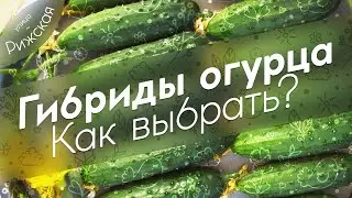 Гибриды огурца 🥒 Как выбрать?