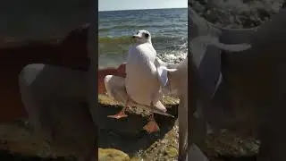 Дикая природа чайка