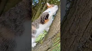 Моя кошка Мира