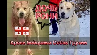Бойцовские Собаки Грузии в Щенках Питомника 