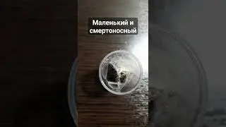 Eresus walckenaeri поймал свою добычу в паутину#животные#террариум#паук#spider#природа#пауки #shorts