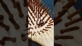 hairbrush surprise