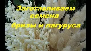 BREEZE and LAGURUS. How to get seeds.