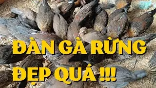 Nhiều bạn hỏi khu nuôi gà rừng của Gà Rừng Tây Bắc #gàrừng #nuoigarung