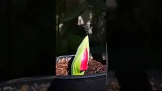 ¡El primer tulipán el año! 🌷 #garden #flowers #reels