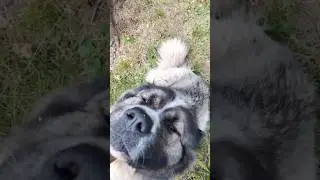 Кавказская овчарка. Кошка убежала. #animal #животные #собака #animaldog #cat #dog #doglover #кош