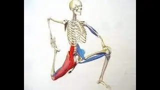 Stretches for Low Back Pain