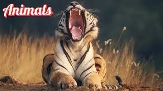 Learn Animal Names and Sounds | Fun Animal Adventure for Kids!
