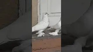 узбекские голуби Абдусалама город ош т,0996557 557 770 стандарт ☆