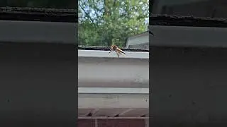 What is this bug? #identity #id #bug #insect