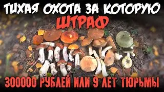 Тихая охота за которую штраф 300000 рублей или до 9 лет тюрьмы