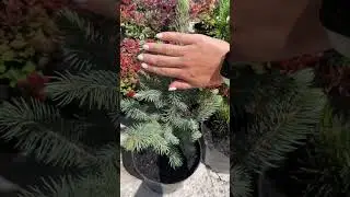 Ель Голубая колючая Глаука 