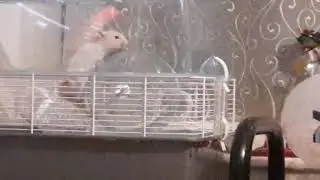 psykos hamster does not know how to use her wheel lol 😆😂
