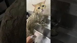Terpesona dengan Mata #malaysia #sumatra #indonesia #funny  #cat #kucing