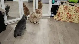 Битва шерстяных