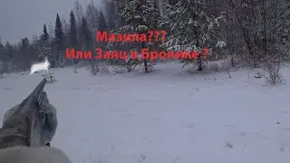 Охота на Зайца! Охота с Эстонской Гончей!