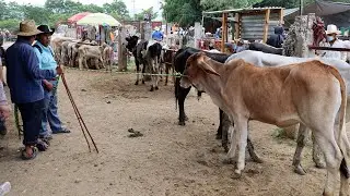 El mercado mas grande de ganado en Oaxaca #ganados #toros