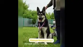 МОНОПОРОДНАЯ ВЫСТАВКА ВЕО 