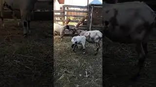 Нубийские козы! Или двое на оного.