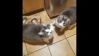 Cutest of all Cats... RAG DOLL CATS!