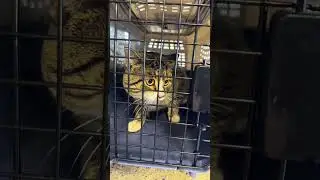 Dagger goes to the vet