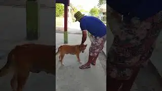 Dog skills training Simple dog skills 2
