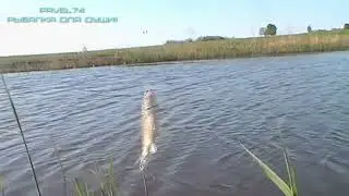 Поклевка карасика!