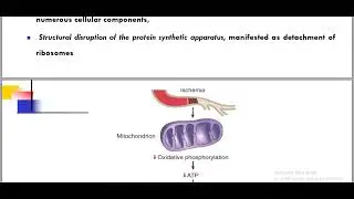 cell injury Biochemical - pathology
