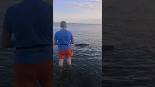 пришли с енотом на море поплавать перед сном _енот витя 