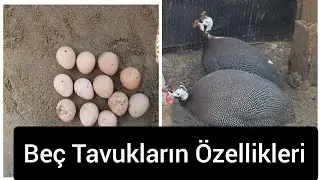 Beç ve Iran tavukları hakında bilgiler