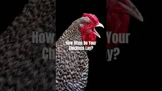 Let’s Settle This Debate… How Often Do Your Chickens Lay Eggs? #chickens #backyardflock #homestead