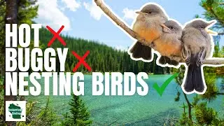 Birding 101: Summer Birding for Beginners