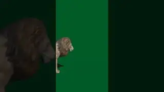 animal green screen 