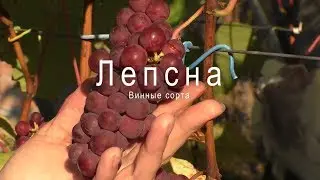Лепсна виноград со вкусом личи. Урожай 2019