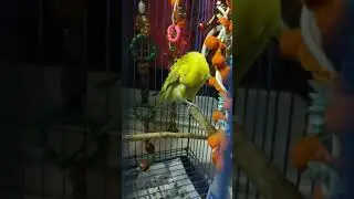 How budgie grooming herself