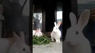 cuties