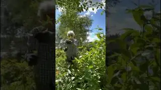 The Pyjama Gardeners 2024 Edition. Part 7. #arnecarlos #gardening #gardendesign