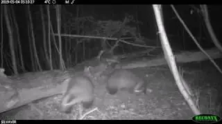 European Badgers Fighting (With Impressive Sound)